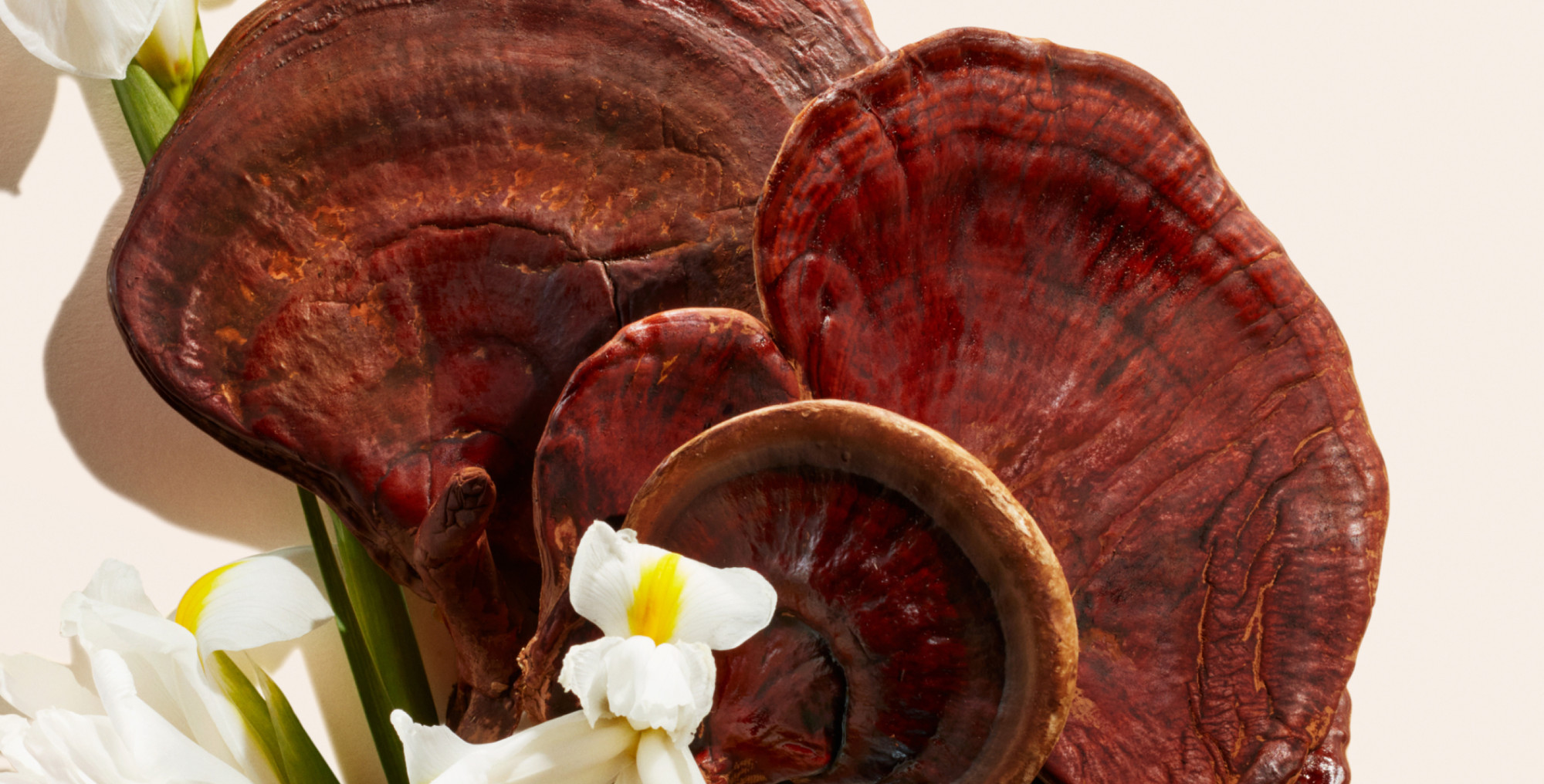 Ingredient: Reishi Mushroom