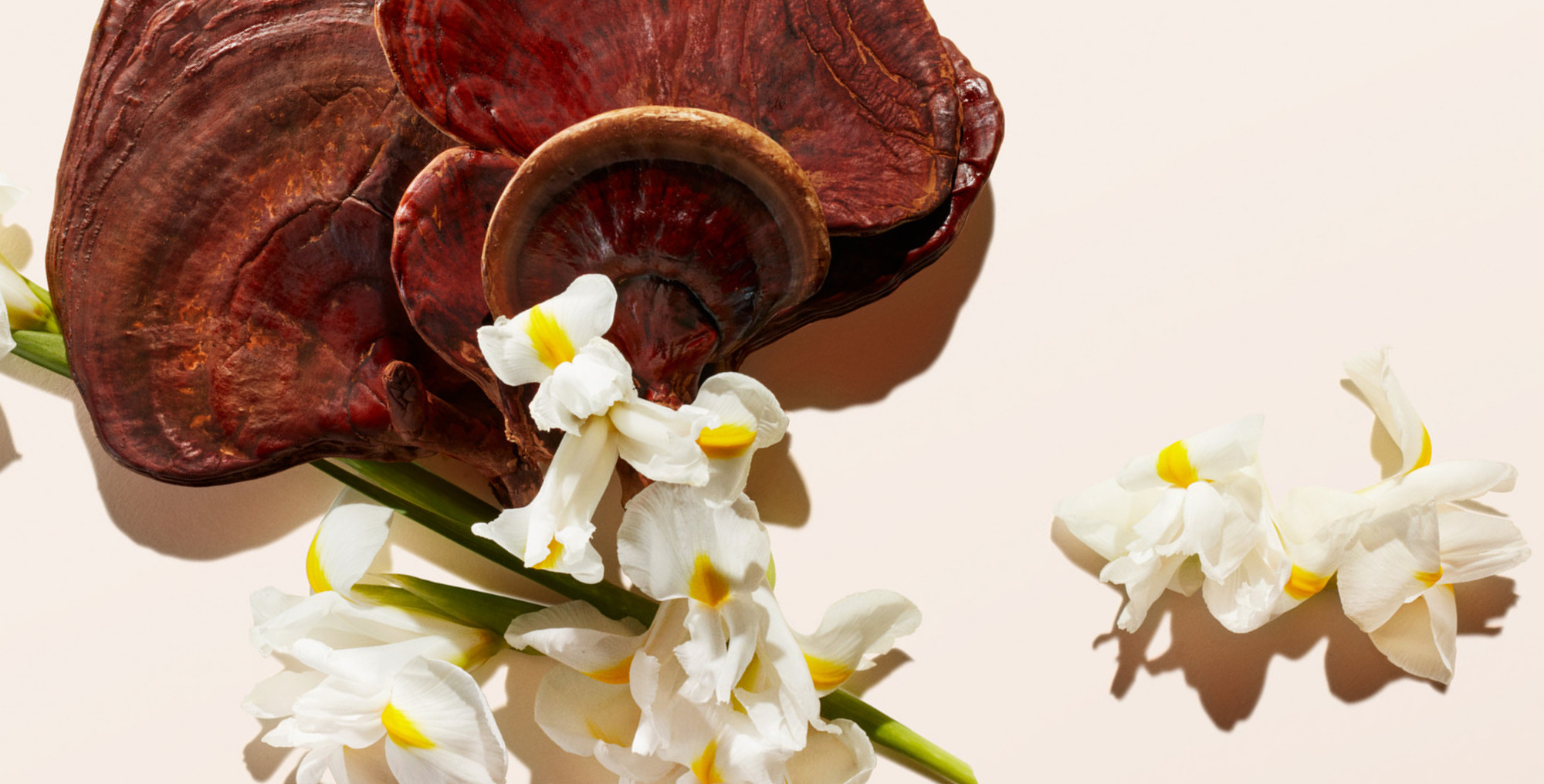 Ingredient: Reishi Mushroom