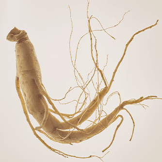 GINSENG ROOT EXTRACT